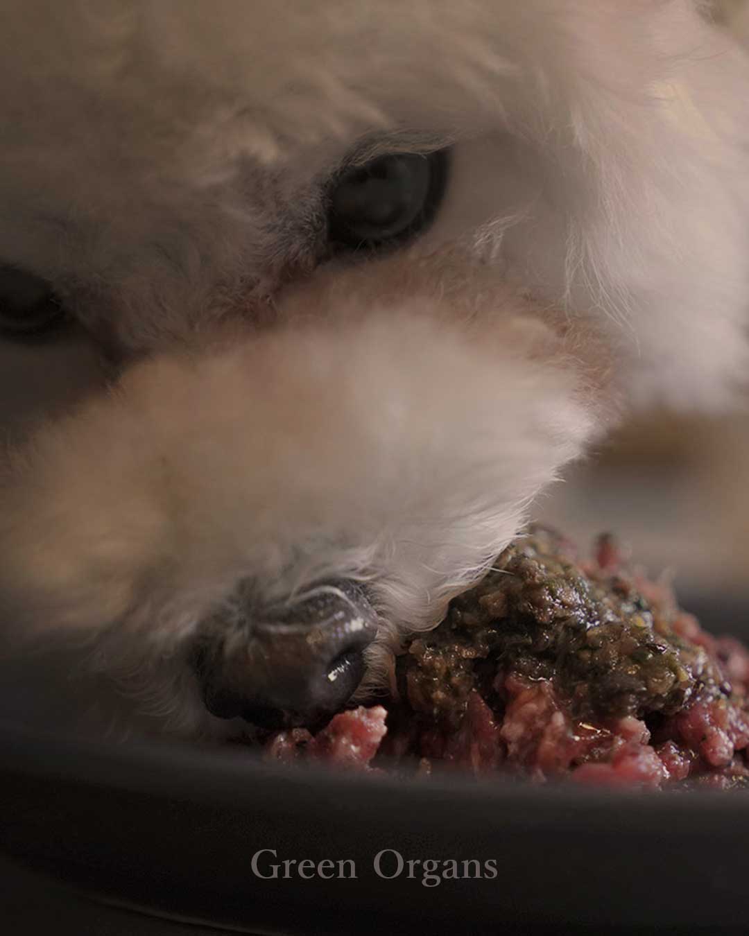 はじめての方へ　ウルスオーガンズ