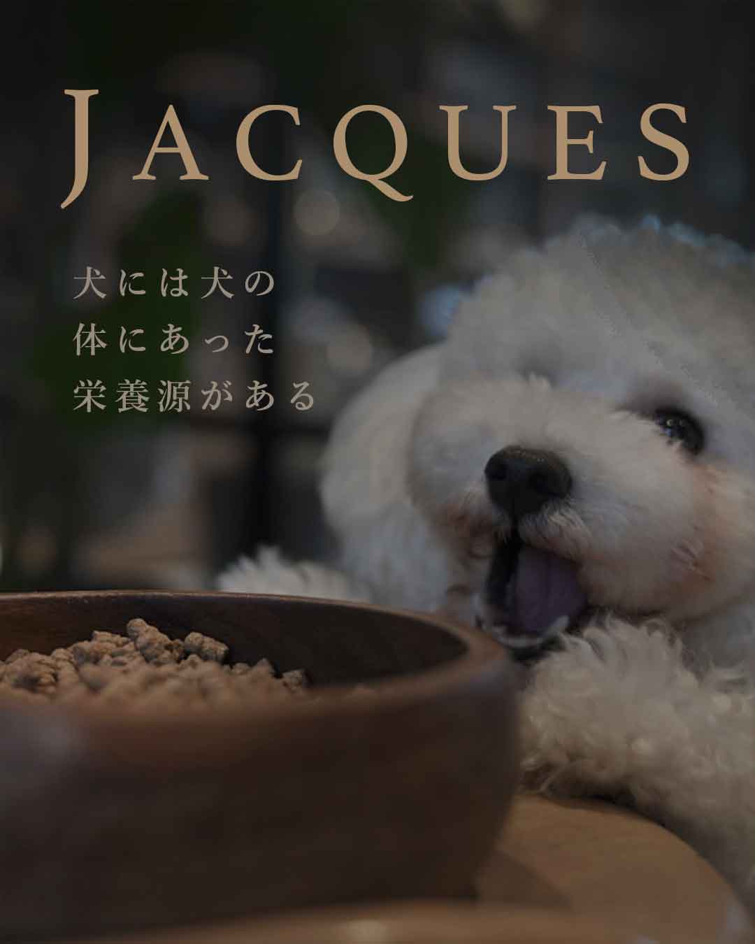 はじめての方へ　ジャック