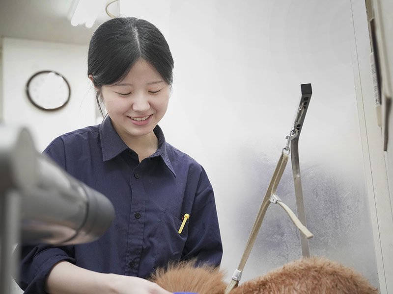 福岡市中央区,トリミング,トイプードル