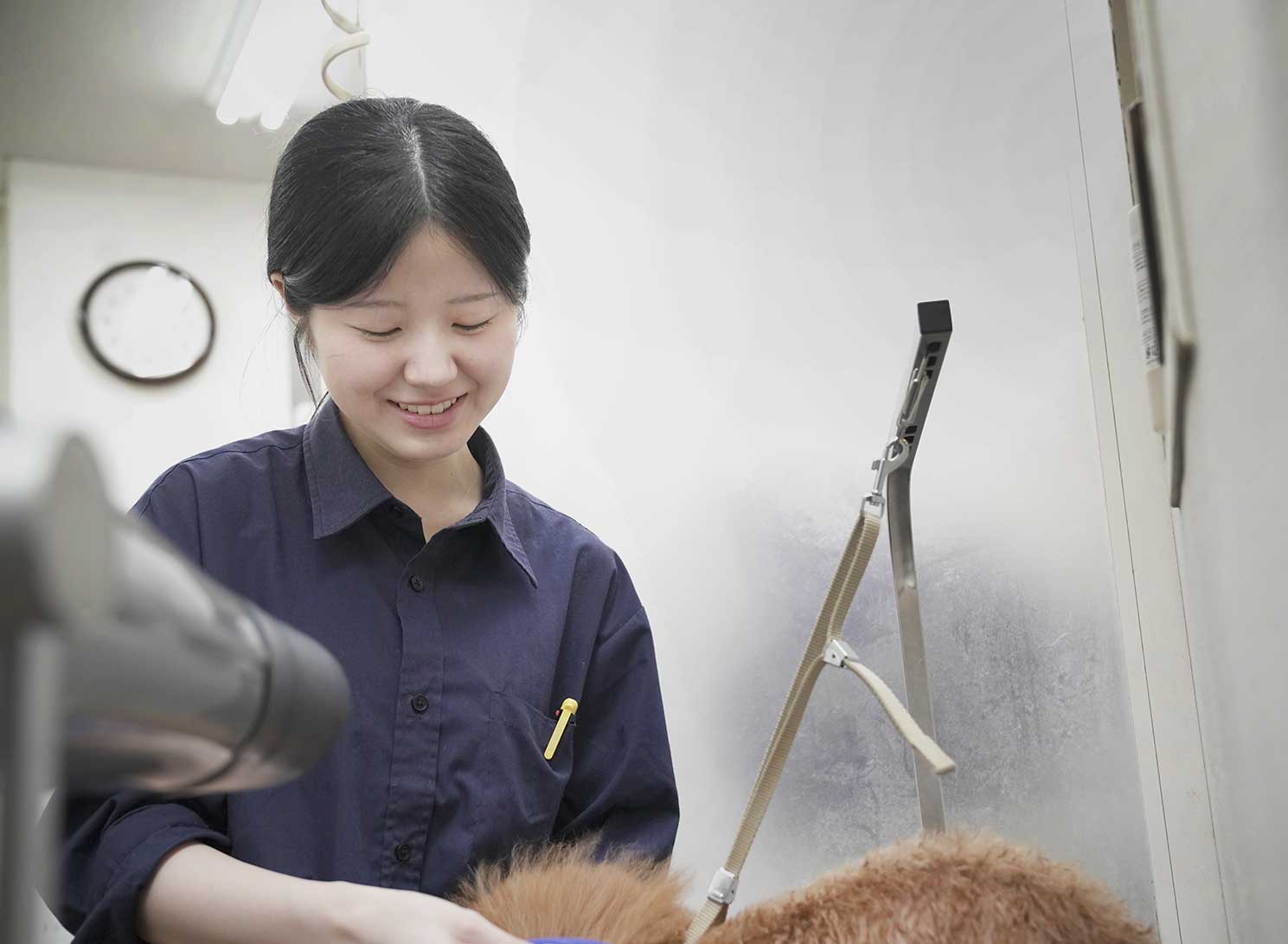 福岡市 トリミングサロン トイプードル